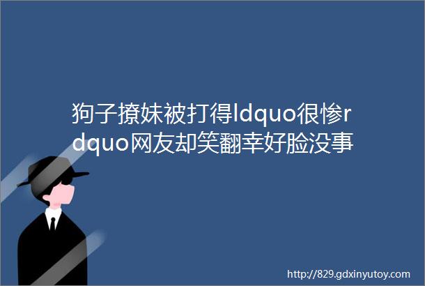 狗子撩妹被打得ldquo很惨rdquo网友却笑翻幸好脸没事